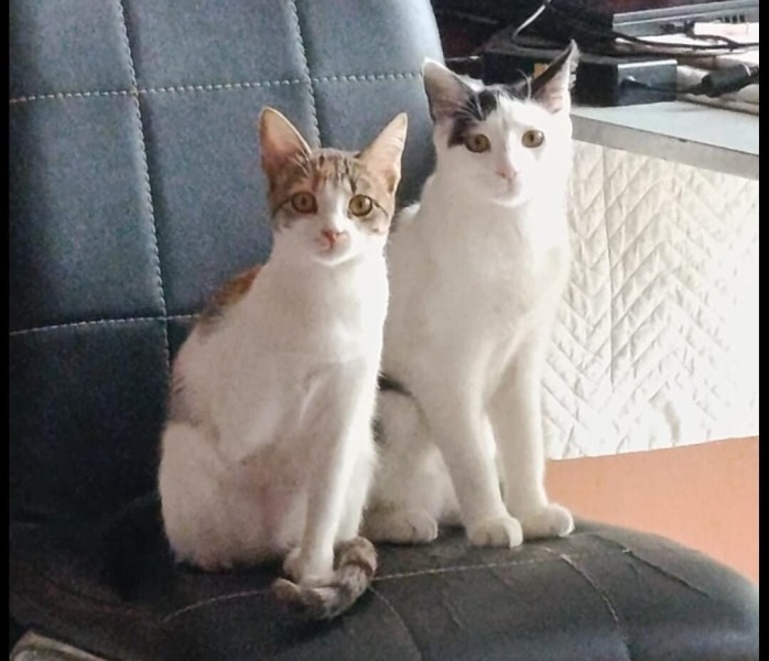 Tuxedo (Smokin) Kedi, Kedi Levi fotoğrafı