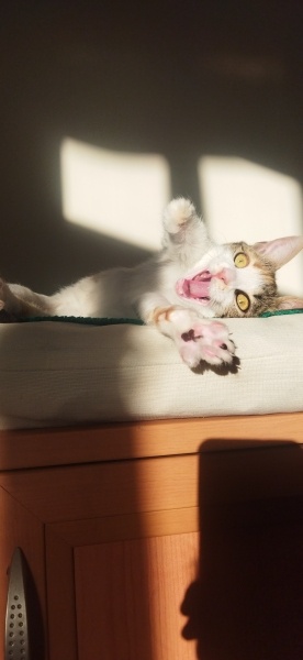 Tekir Kedi, Kedi Luna fotoğrafı