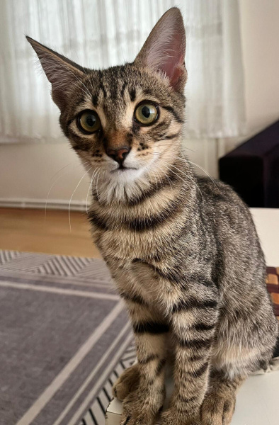 Tekir Kedi, Kedi Seth fotoğrafı