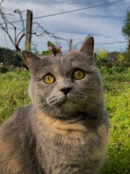 British Shorthair, Kedi Çilek fotoğrafı