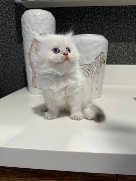 British Longhair, Kedi Blue fotoğrafı