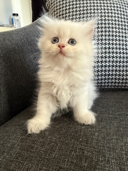 British Longhair, Kedi Blue fotoğrafı