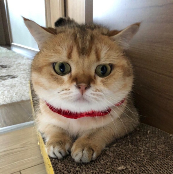 Scottish Fold, Kedi Alberto fotoğrafı
