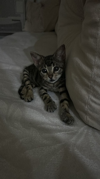 Tekir Kedi, Kedi Yodi💕 fotoğrafı