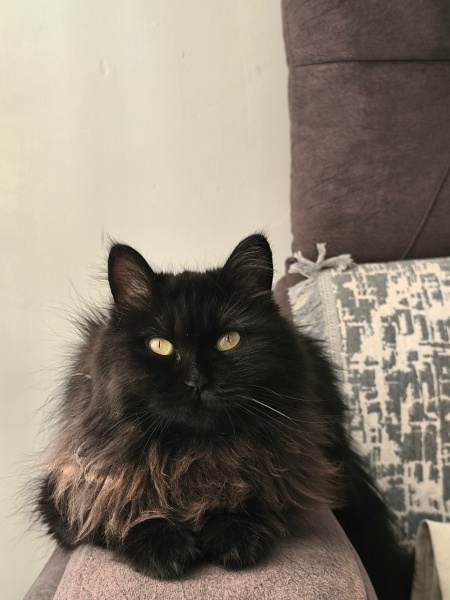 İran Kedisi (Persian), Kedi Aspar fotoğrafı