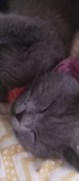British Shorthair, Kedi Bella fotoğrafı