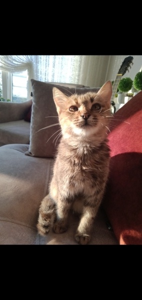 British Shorthair, Kedi  Miya fotoğrafı
