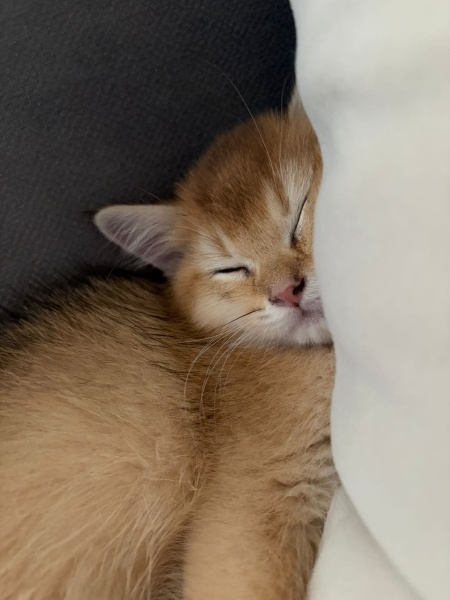 British Shorthair, Kedi Leo fotoğrafı