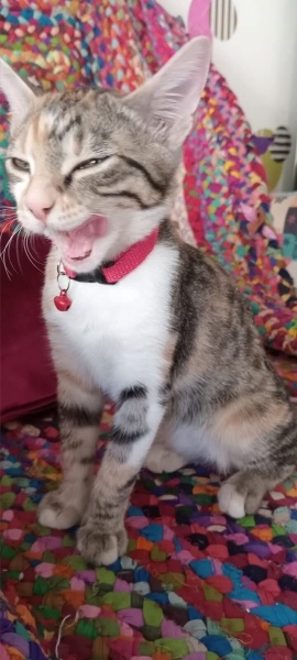 Tekir Kedi, Kedi Paris fotoğrafı