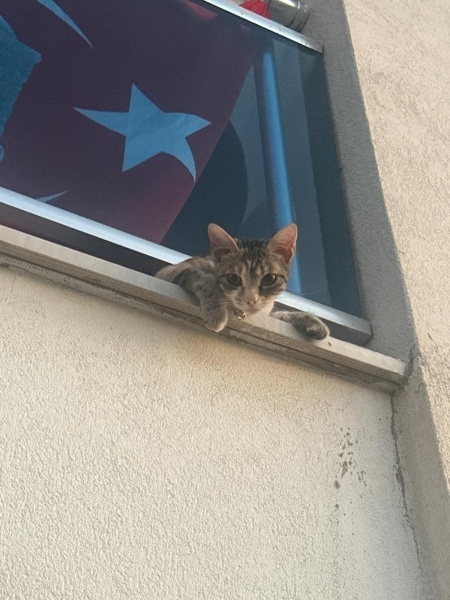 Tekir Kedi, Kedi Paris fotoğrafı