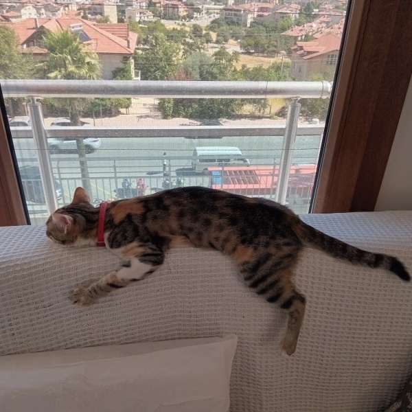 Tekir Kedi, Kedi Paris fotoğrafı