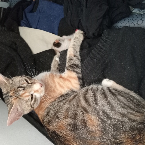 Tekir Kedi, Kedi Paris fotoğrafı