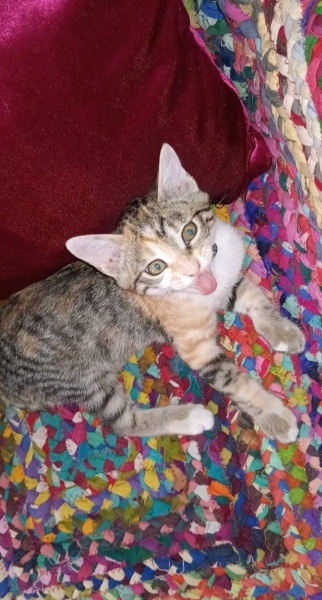 Tekir Kedi, Kedi Paris fotoğrafı