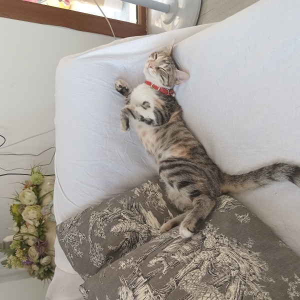 Tekir Kedi, Kedi Paris fotoğrafı