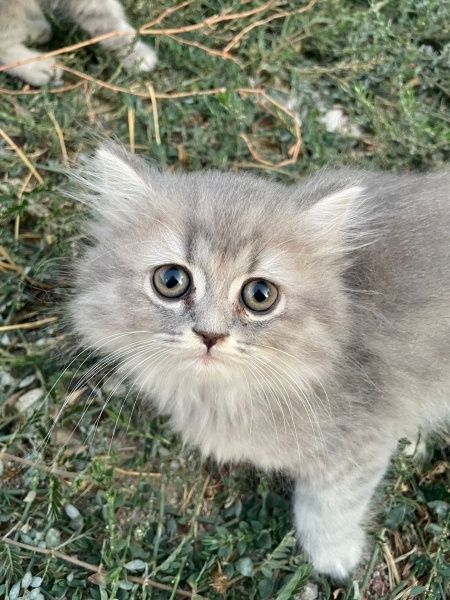 British Shorthair, Kedi isimsiz fotoğrafı