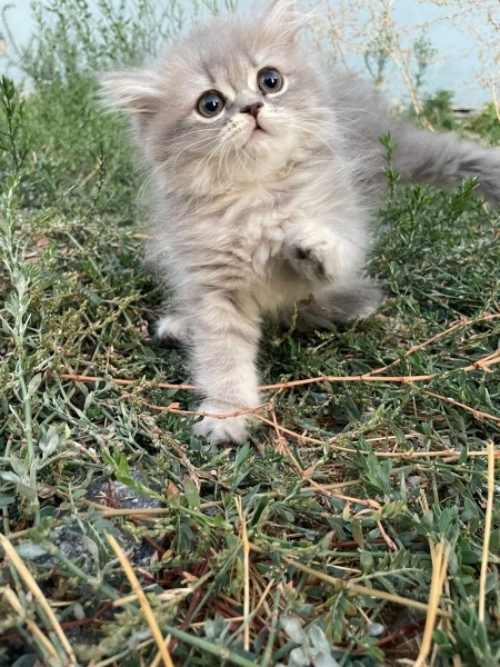 British Shorthair, Kedi isimsiz fotoğrafı