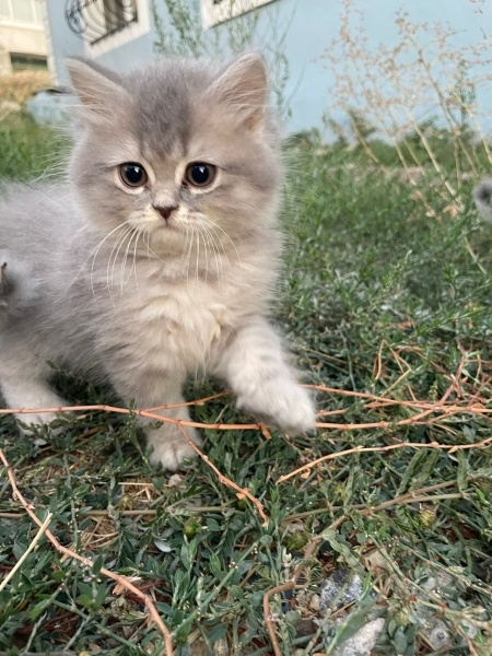 British Shorthair, Kedi isimsiz fotoğrafı