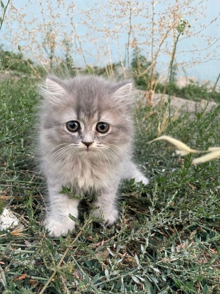 British Shorthair, Kedi isimsiz fotoğrafı