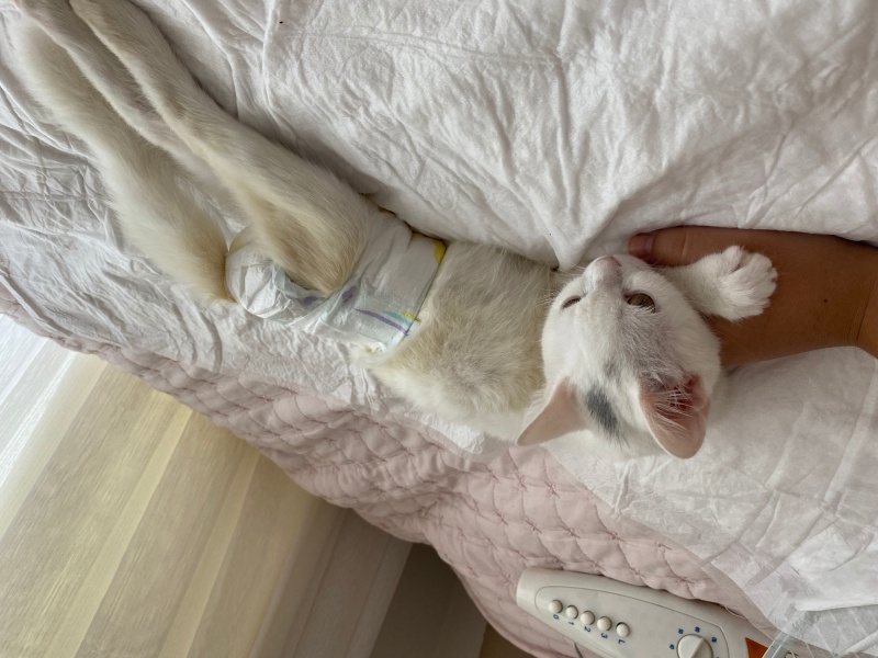 Van Kedisi, Kedi Şimşek fotoğrafı