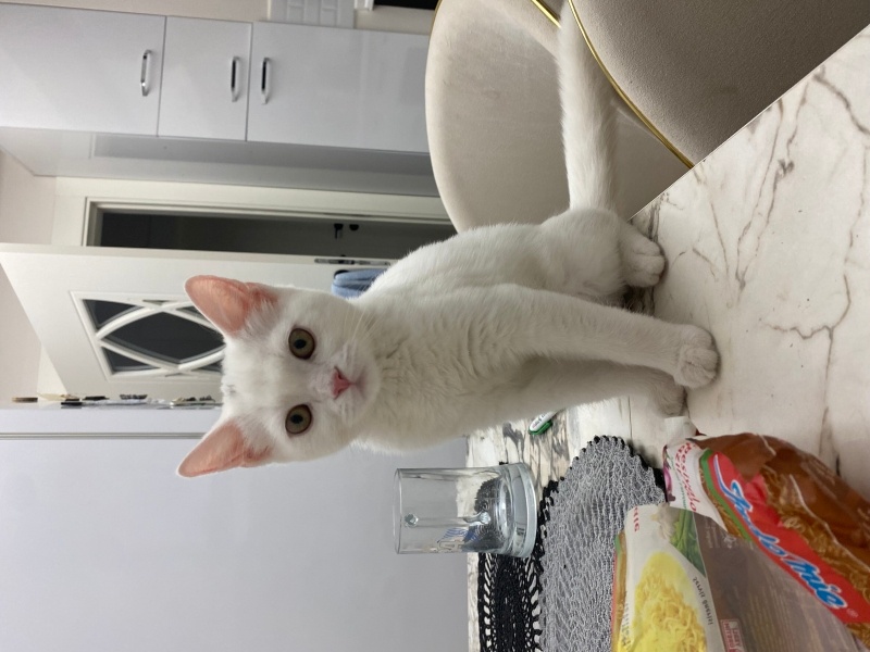 Van Kedisi, Kedi Şimşek fotoğrafı