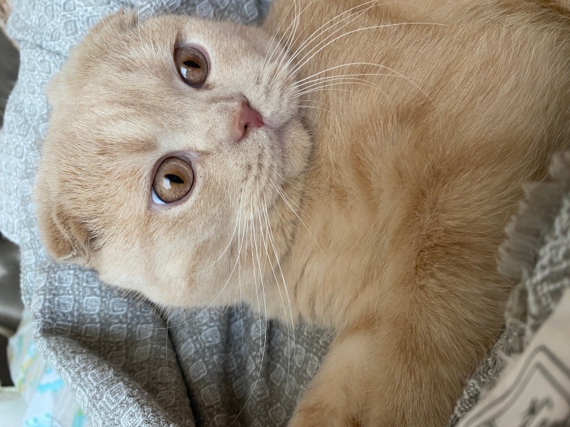 Scottish Fold, Kedi Barlas fotoğrafı