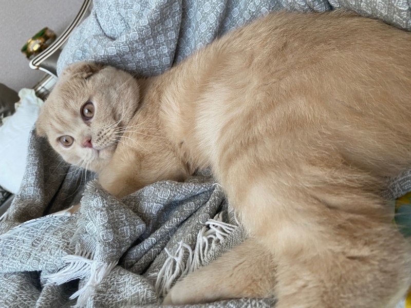 Scottish Fold, Kedi Barlas fotoğrafı
