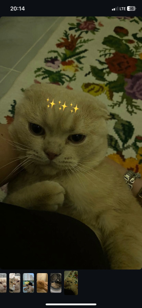 Scottish Fold, Kedi Barlas fotoğrafı