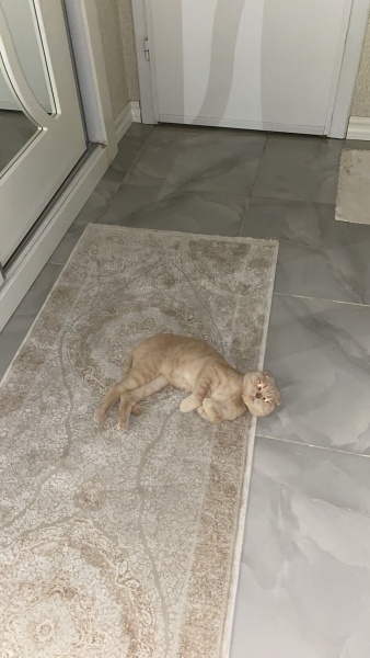 Scottish Fold, Kedi Barlas fotoğrafı