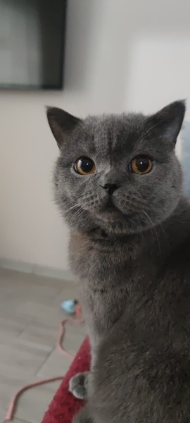 British Shorthair, Kedi Çotanak fotoğrafı