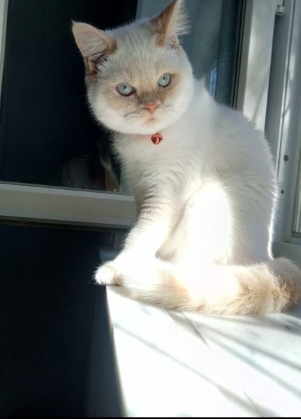 British Shorthair, Kedi  Pamuk fotoğrafı