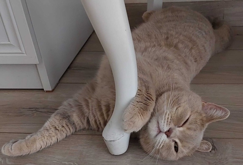 British Shorthair, Kedi Mercan fotoğrafı