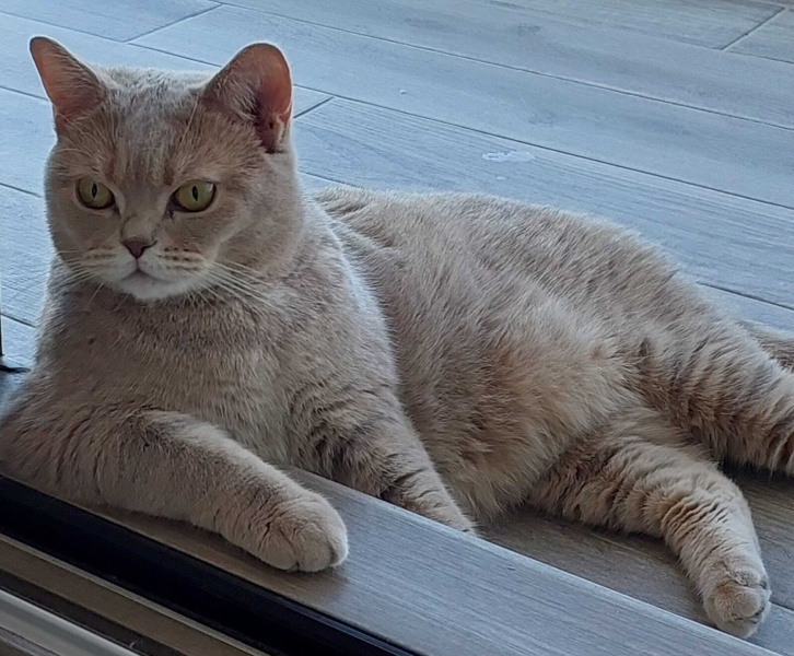 British Shorthair, Kedi Mercan fotoğrafı
