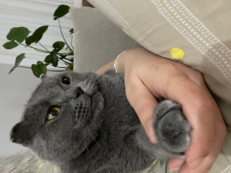 Scottish Fold, Kedi Aslan fotoğrafı