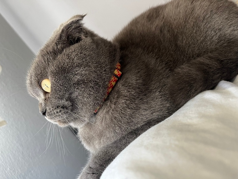 Scottish Fold, Kedi Dilber fotoğrafı