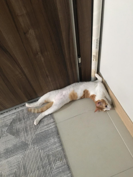 Sarman, Kedi  köpük fotoğrafı