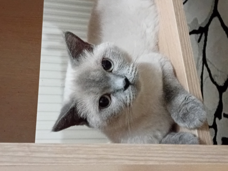 British Shorthair, Kedi Kedi fotoğrafı