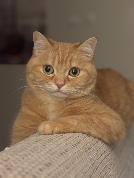 British Shorthair, Kedi  PAŞA fotoğrafı