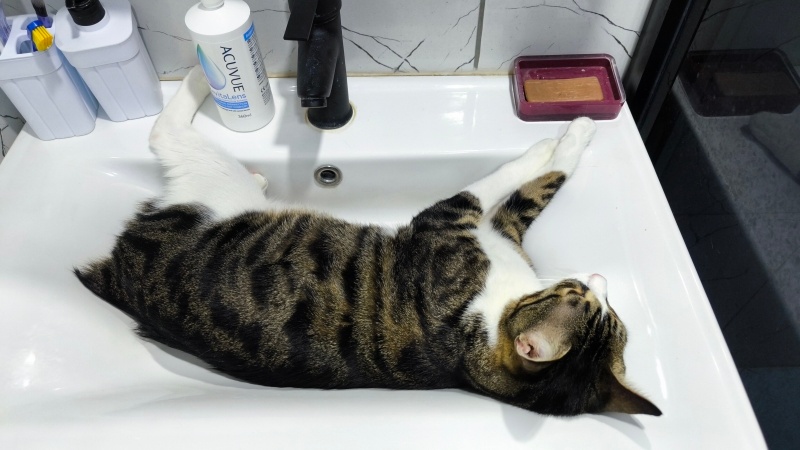 Tekir Kedi, Kedi TOMBİ fotoğrafı