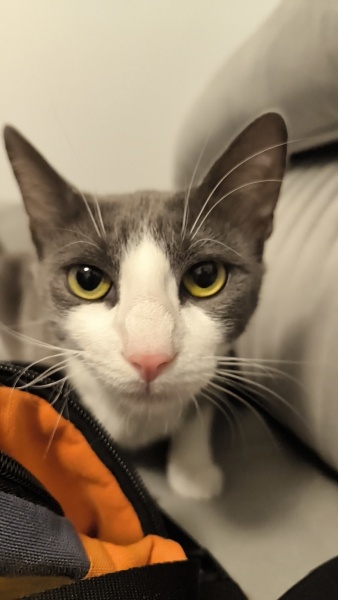 Tekir Kedi, Kedi Beko fotoğrafı