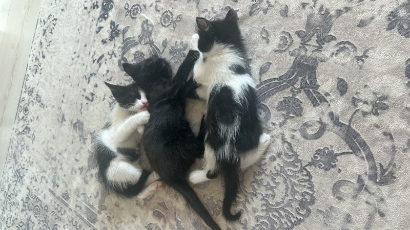 Tekir Kedi, Kedi yavru kedilerimiz fotoğrafı