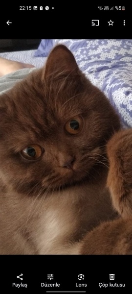 Scottish Fold, Kedi  Ponçik fotoğrafı