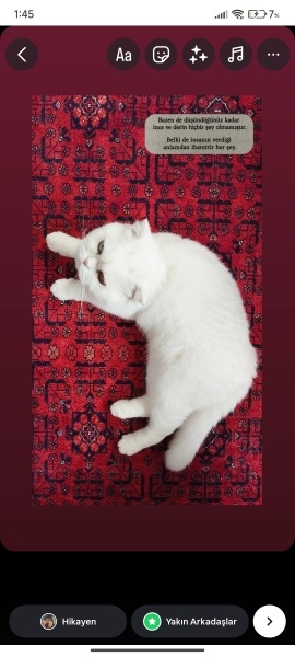 British Longhair, Kedi sakız fotoğrafı