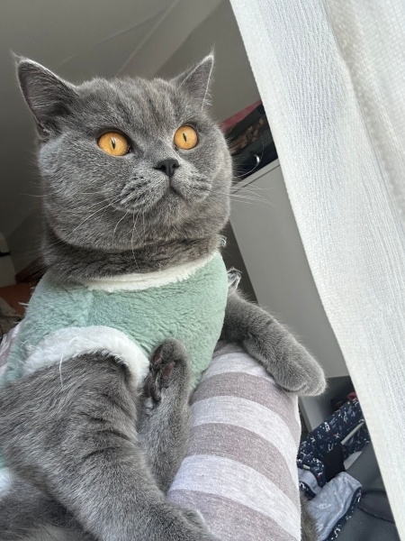 British Shorthair, Kedi Yaramaz fotoğrafı