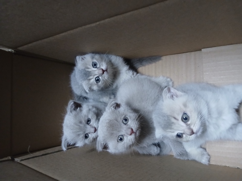 Scottish Fold, Kedi YAVRULAR fotoğrafı