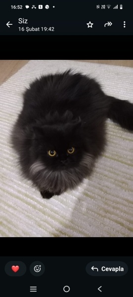 İran Kedisi (Persian), Kedi Karam fotoğrafı