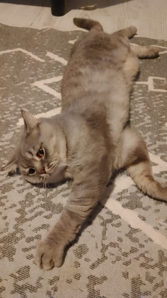 British Shorthair, Kedi  Duman fotoğrafı