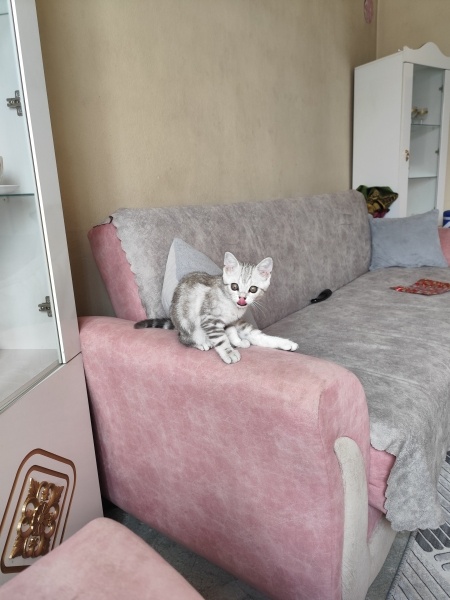 British Shorthair, Kedi  Paşa fotoğrafı