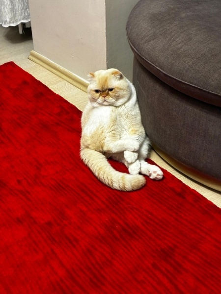 Scottish Fold, Kedi  Pamuk fotoğrafı