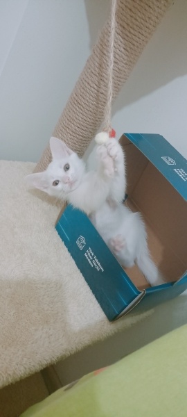 Tekir Kedi, Kedi  Pamuk fotoğrafı