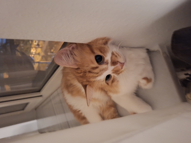 Tekir Kedi, Kedi  Ponçik fotoğrafı